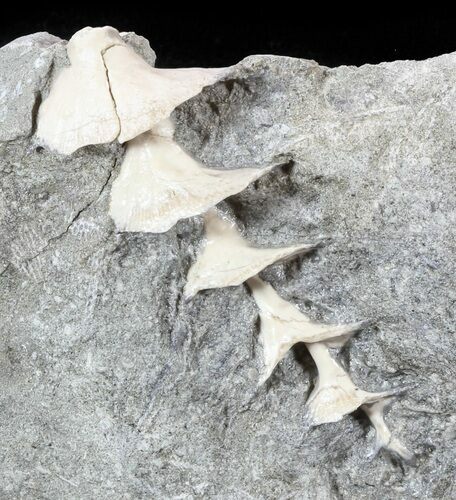 Archimedes Screw Bryozoan Fossil - Illinois #53350
